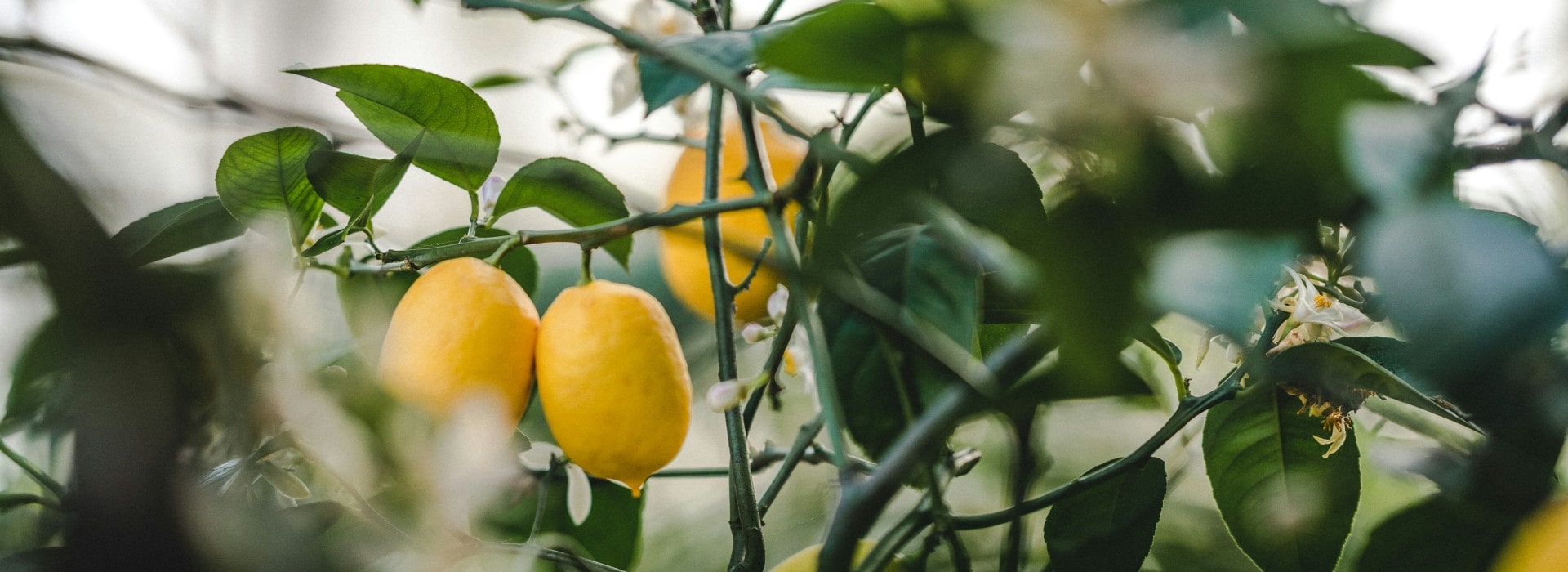 A sun-dappled lemon grove